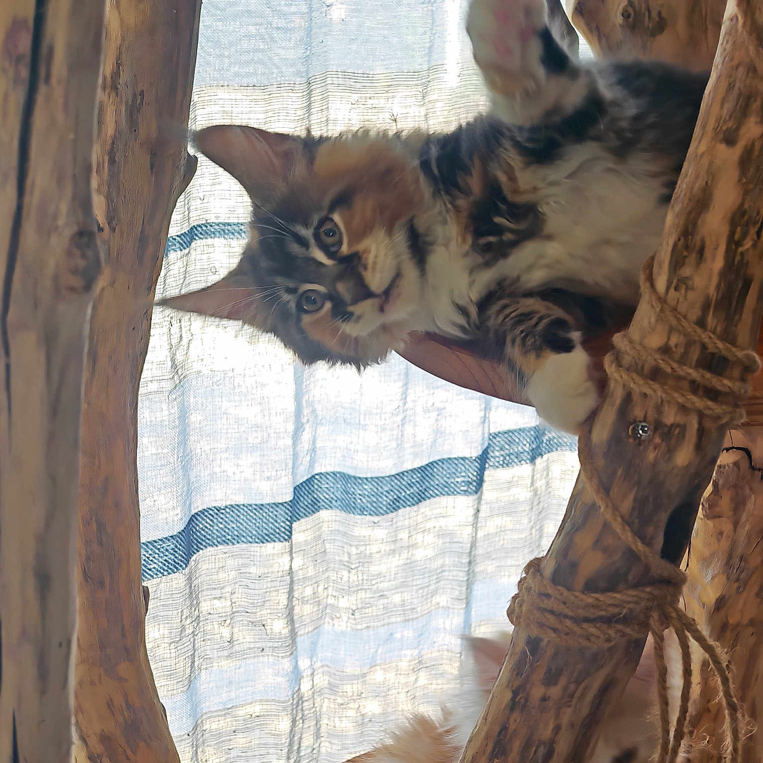 Baya participe au concours pour gagner de l'argent avec cette photo : kitten, cat, wood, wooden_structure, paw, curtain, indoor, pet, playful, feline, animal, curious, striped, rope, cozy, home, soft_light, brown, white, ears
