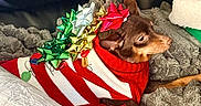 Leia joined the competition — help win amazing prizes! blanket, brown_dog, cozy, cute, dog, festive, gift_bows, gold_bow, gray_blanket, green_bow, holiday, holiday_sweater, indoor, pet, red_and_white, red_bow, resting, side_view, silver_bow, small_dog