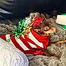 blanket, brown_dog, cozy, cute, dog, festive, gift_bows, gold_bow, gray_blanket, green_bow, holiday, holiday_sweater, indoor, pet, red_and_white, red_bow, resting, side_view, silver_bow, small_dog