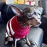 Leia joined the competition — help win amazing prizes! alert, black_couch, canine, cozy, decor, dog, ears, festive, fur, gift_boxes, holiday, indoor, leather_couch, pet, presents, red_sweater, sitting, small_dog, sweater, white_stripes