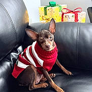 Leia joined the competition — help win amazing prizes! animal, black_leather_couch, christmas, couch, cozy, cute, dog, festive, gift_boxes, holiday, indoor, pet, presents, red_sweater, small_dog, striped_sweater, sweater, winking, winking_dog, wrapped_gifts