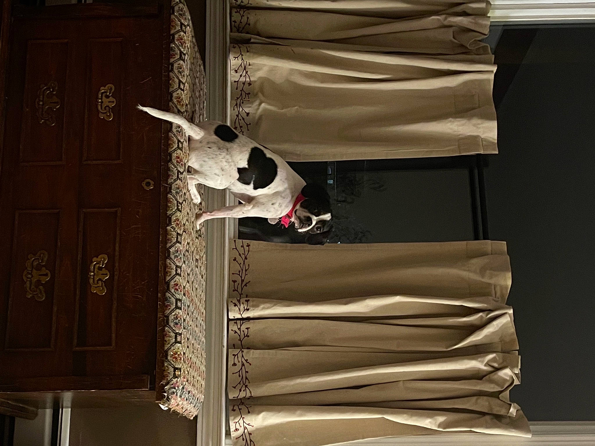 Saydee May joined the competition — help win amazing prizes! carnivore, varnish, wood_stain