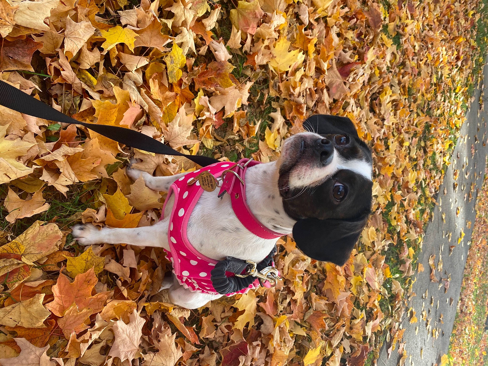 Saydee May is registered to the contest to win money with this photo: autumn, boston_terrier, canidae, carnivore, collar, companion_dog, deciduous, dog, dog_breed, dog_clothes, dog_collar, dog_supply, fawn, leaf, non_sporting_group, pet_supply, pug, snout, sporting_group, working_animal