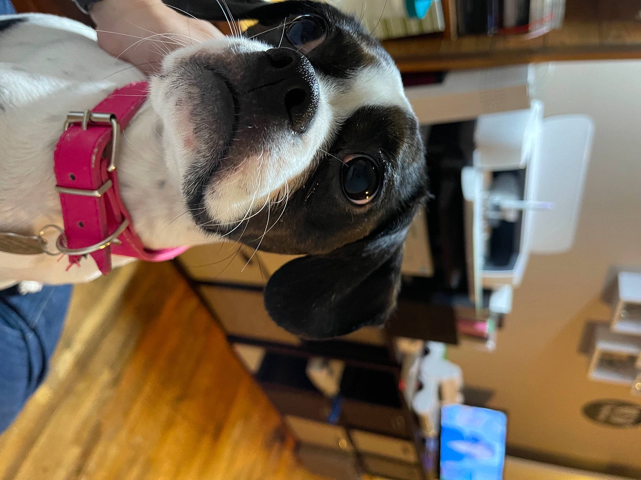 Saydee May joined the competition — help win amazing prizes! canidae, carnivore, collar, companion_dog, dog, dog_breed, dog_collar, fawn, laminate_flooring, leash, pet_supply, plywood, shelf, shelving, snout, sporting_group, strap, wood_flooring, wood_stain, working_animal