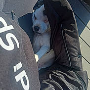 Kayros a rejoint le concours — aidez-le/la à gagner de superbes lots ! puppy, dog, sleeping, jacket, black_clothing, lap, outdoor, sunlight, deck, wood_floor, zipper, resting, pet, cozy, casual, person, legs, black_pants, white_fur, calm