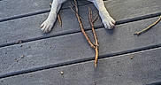 Kayros participe au concours pour gagner de l'argent avec cette photo : puppy, dog, wooden_deck, stick, outdoor, pet, animal, cute, young, playful, paw, fur, ears, snout, looking_up, sunlight, shadow, grey, white, texture