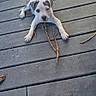 puppy, dog, wooden_deck, stick, outdoor, pet, animal, cute, young, playful, paw, fur, ears, snout, looking_up, sunlight, shadow, grey, white, texture