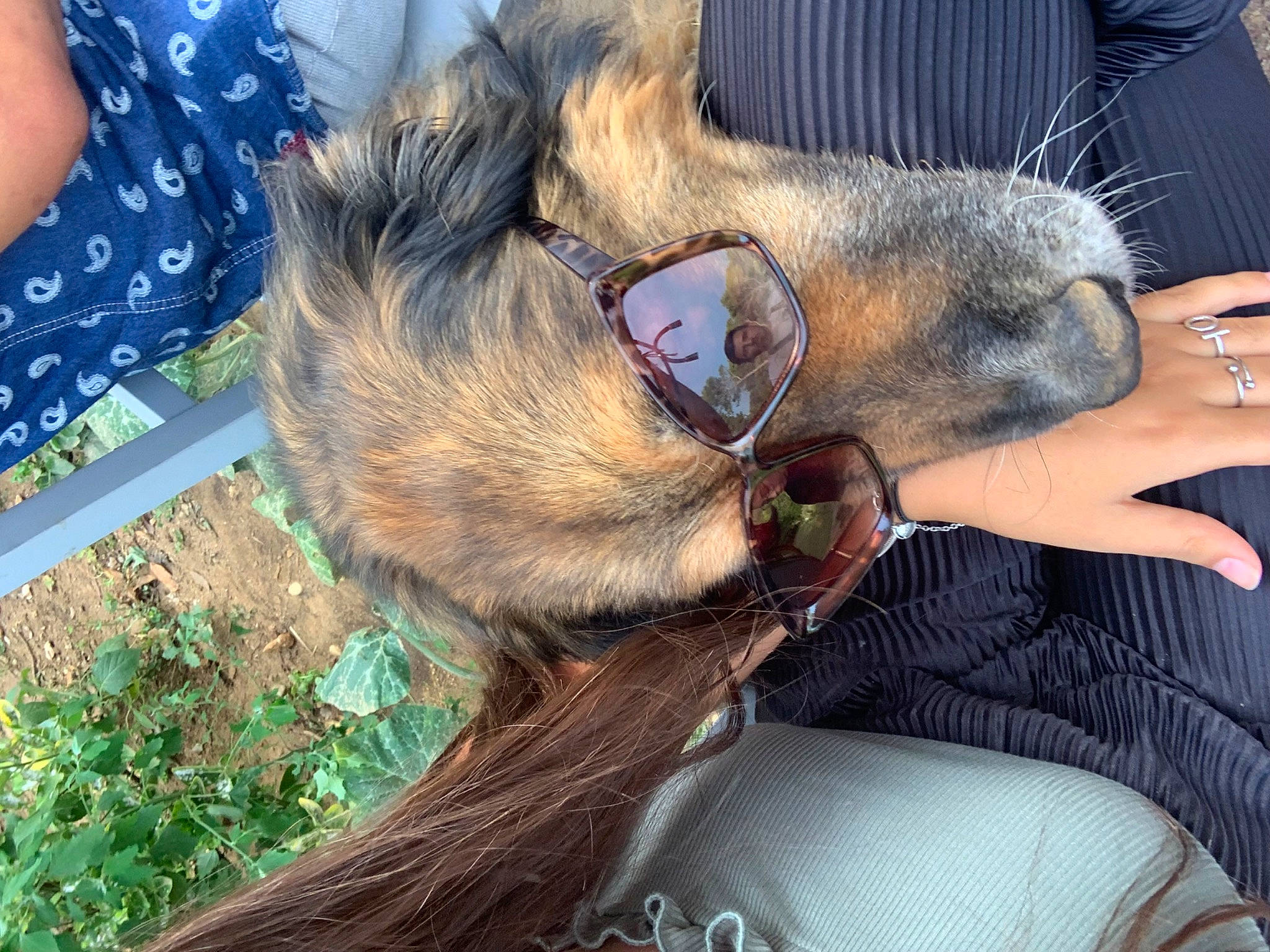 Falco a rejoint le concours — aidez-le/la à gagner de superbes lots ! canidae, carnivore, claw, collar, companion_dog, dog, dog_breed, ear, fawn, fur, grass, pattern, paw, plant, snout, sporting_group, whiskers, wildlife, wildlife_biologist, working_animal