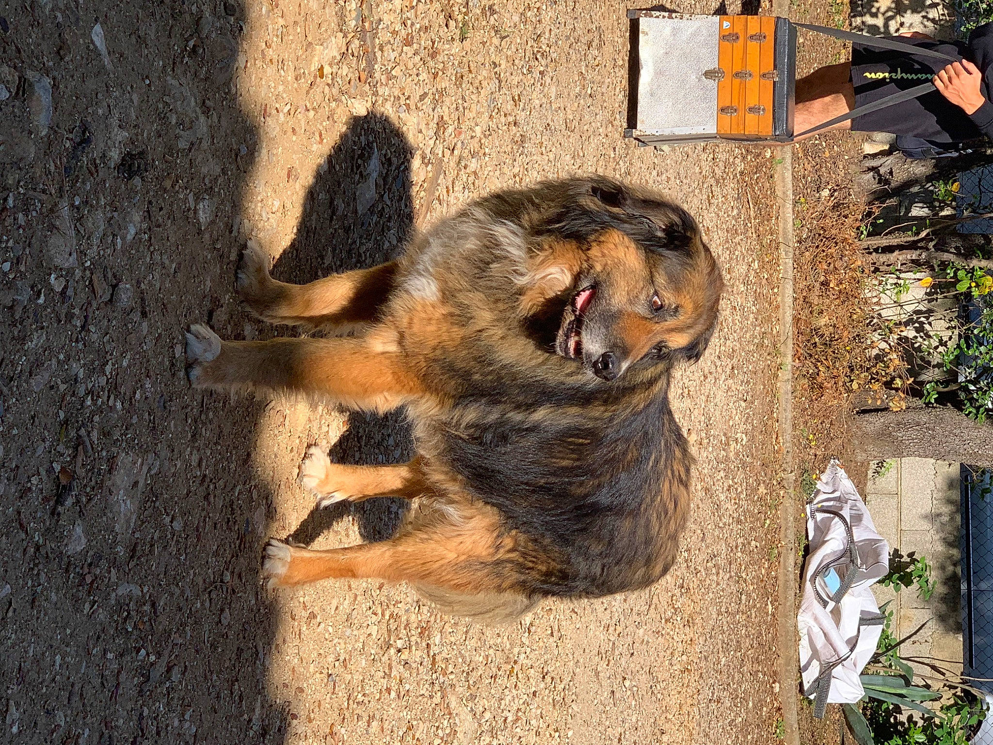 Falco participe au concours pour gagner de l'argent avec cette photo : canidae, carnivore, claw, companion_dog, dog, dog_breed, fawn, fur, grass, liver, paw, plant, shadow, soil, sporting_group, street_dog, tail, terrestrial_animal, wood, working_animal