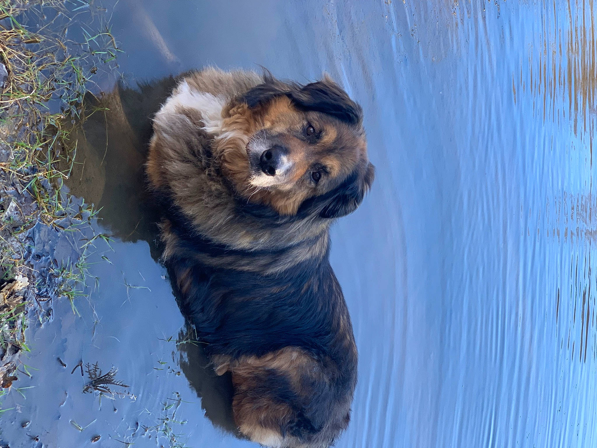 Falco participe au concours pour gagner de l'argent avec cette photo : canidae, carnivore, companion_dog, dog, dog_breed, fawn, fur, guard_dog, herding_dog, lake, reflection, snout, sporting_group, tail, terrestrial_animal, tree, water, whiskers, working_animal, working_dog