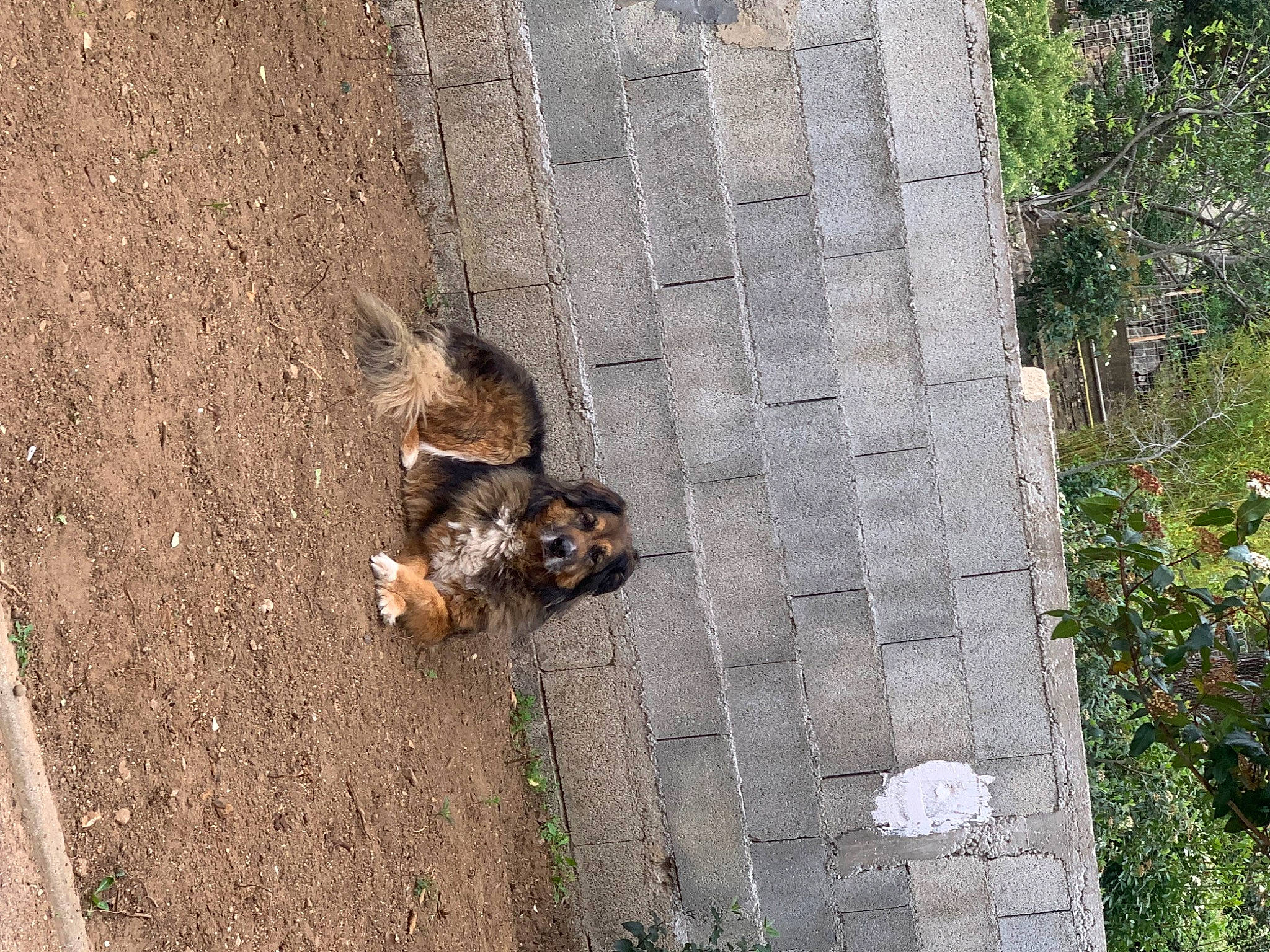 Falco a rejoint le concours — aidez-le/la à gagner de superbes lots ! asphalt, canidae, carnivore, concrete, fawn, felidae, grass, groundcover, plant, road, road_surface, shadow, sidewalk, small_to_medium_sized_cats, soil, sporting_group, tail, terrestrial_animal, wildlife, wood