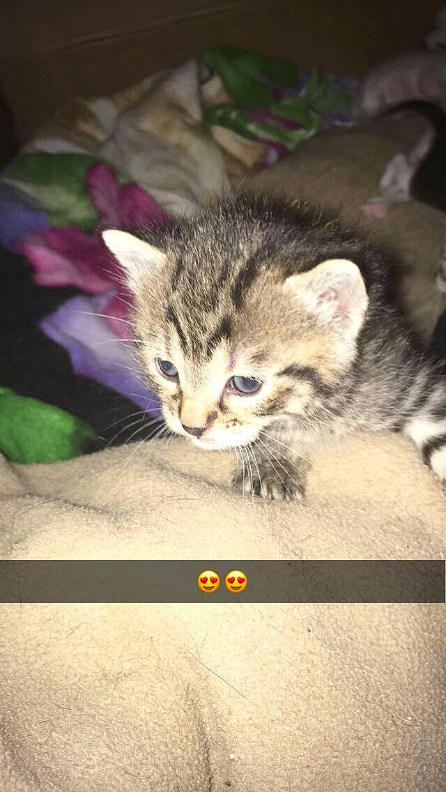 Kitty participe au concours pour gagner de l'argent avec cette photo : carnivore, cat, claw, domestic_short_haired_cat, felidae, fur, grass, paw, photo_caption, plant, sitting, small_to_medium_sized_cats, snout, tail, terrestrial_animal, whiskers, wildlife