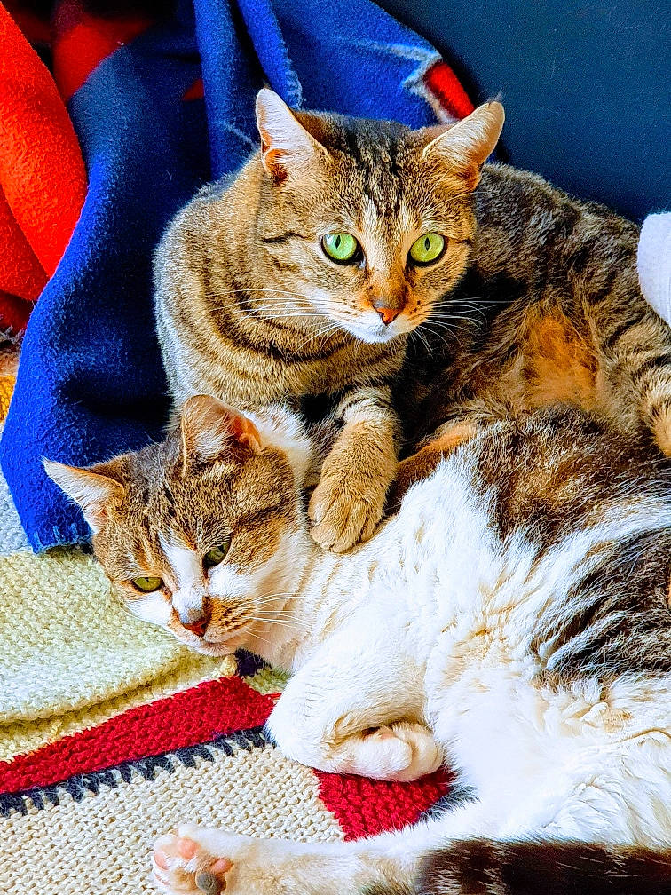 Kitty a rejoint le concours — aidez-le/la à gagner de superbes lots ! carnivore, cat, claw, comfort, domestic_short_haired_cat, felidae, fur, linens, paw, small_to_medium_sized_cats, snout, whiskers, woven_fabric