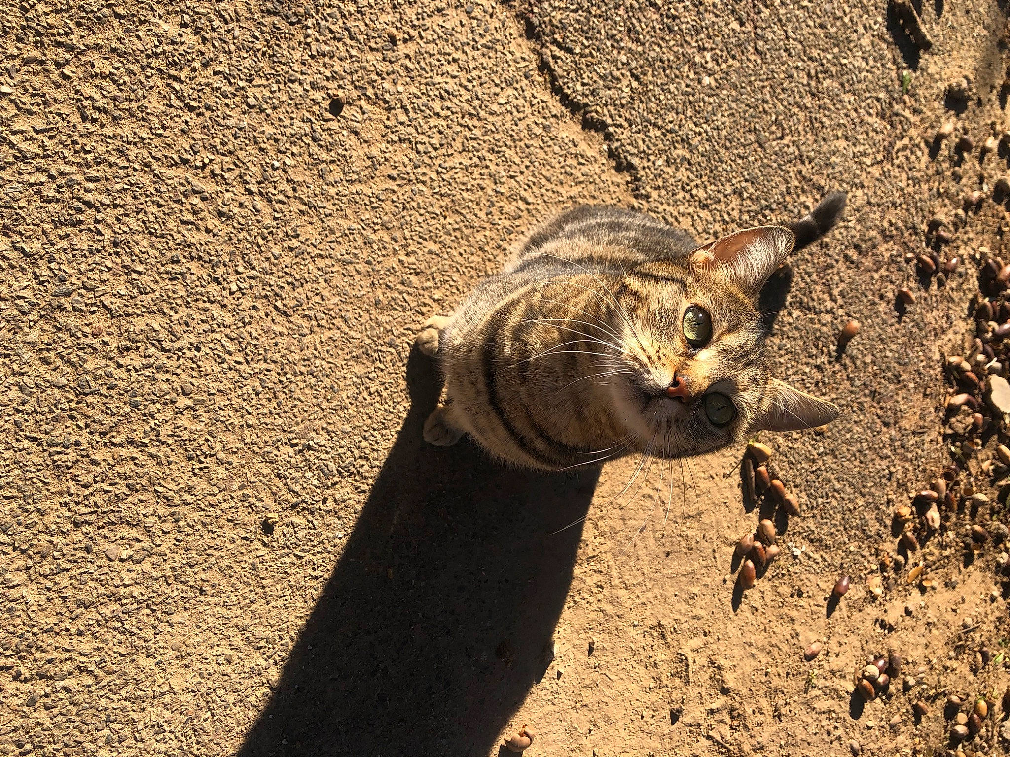 Kitty a rejoint le concours — aidez-le/la à gagner de superbes lots ! asphalt, carnivore, cat, claw, fawn, felidae, fur, landscape, paw, road_surface, sand, shadow, small_to_medium_sized_cats, snout, soil, tail, terrestrial_animal, tints_and_shades, whiskers, wood