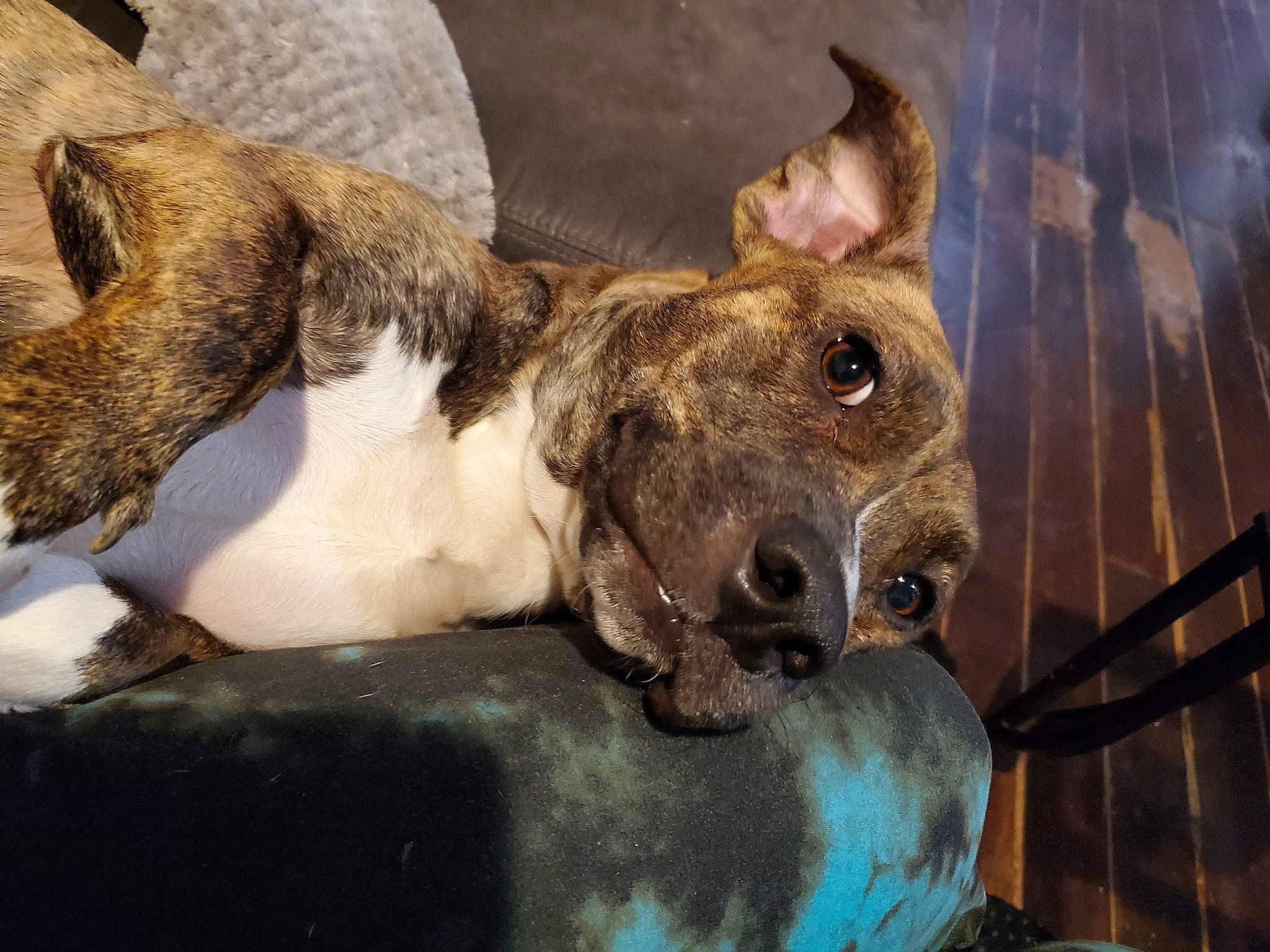 Tiki is registered to the contest to win money with this photo: canidae, carnivore, collar, comfort, companion_dog, dog, dog_breed, ear, fawn, felidae, fur, guard_dog, non_sporting_group, paw, snout, sporting_group, street_dog, terrestrial_animal, whiskers, wildlife