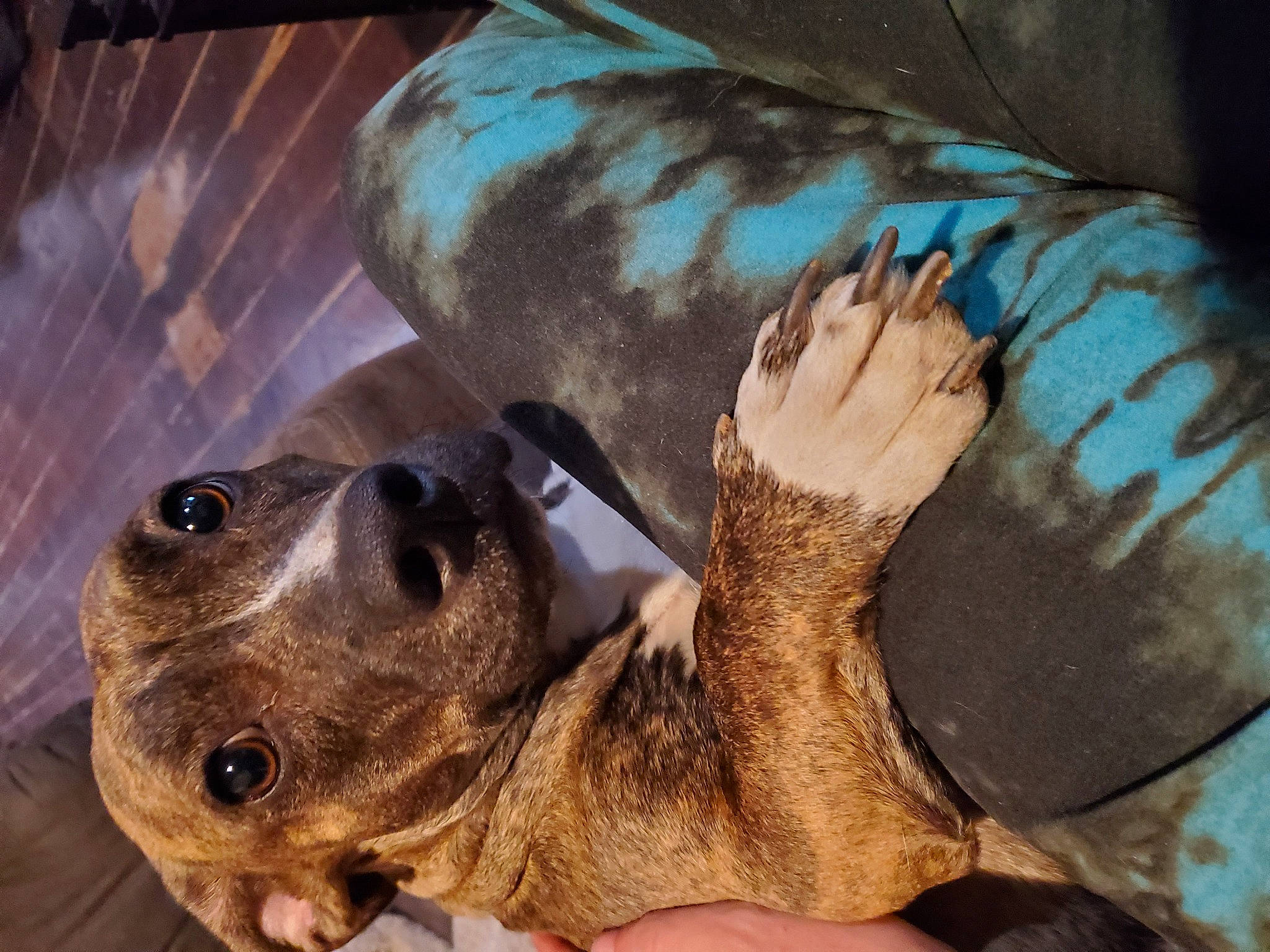 Tiki joined the competition — help win amazing prizes! barefoot, carnivore, comfort, companion_dog, dog, dog_breed, fawn, felidae, foot, fur, gesture, human_leg, liver, marine_mammal, paw, sporting_group, tail, terrestrial_animal, whiskers, working_animal