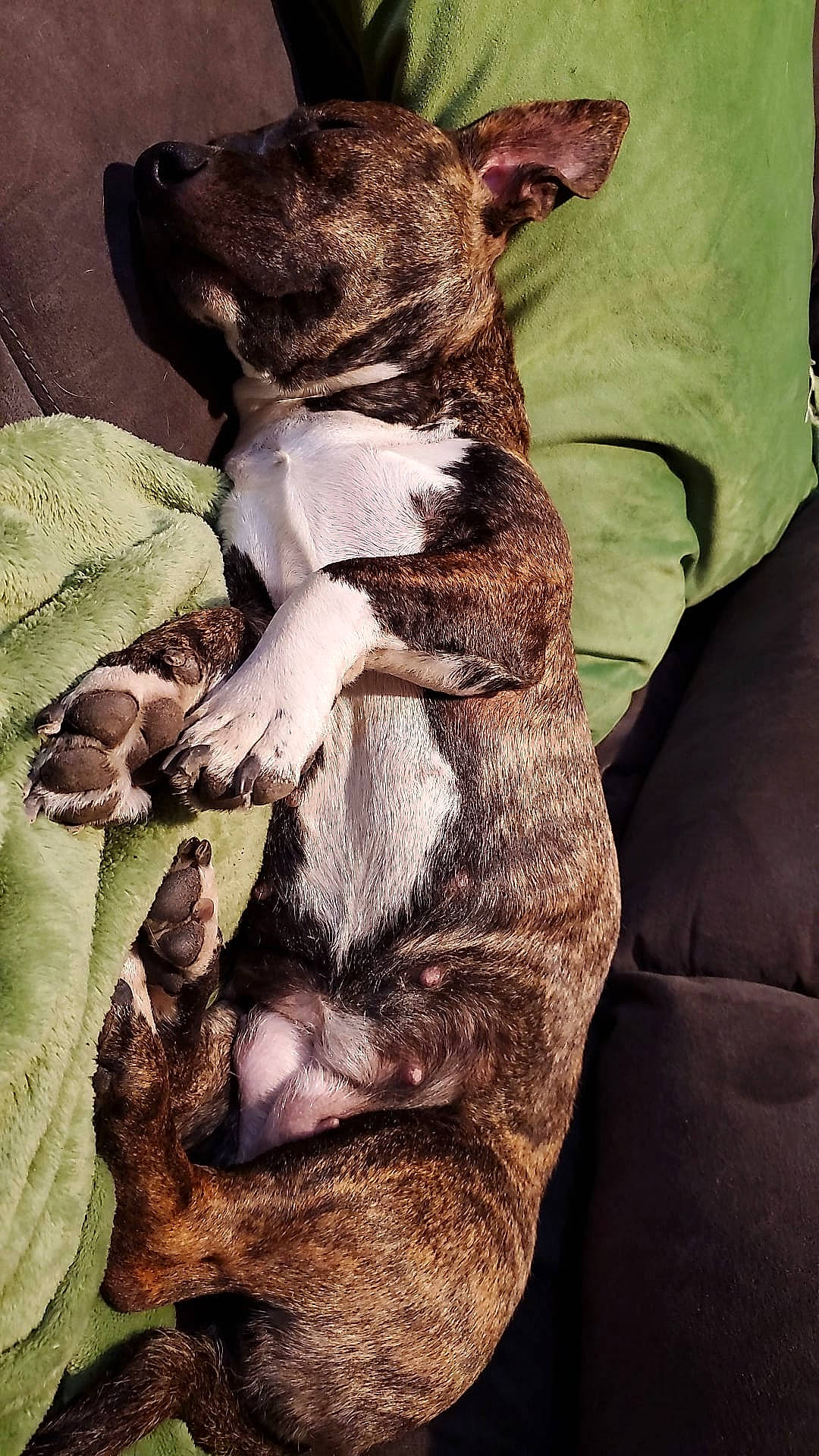 Tiki joined the competition — help win amazing prizes! canidae, carnivore, comfort, companion_dog, dog, dog_breed, fawn, felidae, fur, guard_dog, linens, liver, nap, paw, small_to_medium_sized_cats, snout, sporting_group, tail, whiskers, working_animal