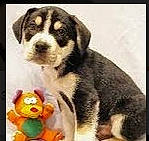 Bowser joined the competition — help win amazing prizes! beagle, canidae, carnivore, dog, dog_breed, mammal, puppy, vertebrate