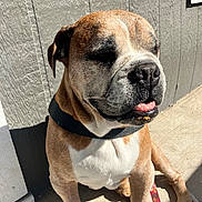 Sir Sebastian joined the competition — help win amazing prizes! dog, canine, pet, brown, white, sitting, sunlight, porch, collar, tongue, outdoor, concrete, wall, happy, animal, muzzle, paw, leash, closeup, daylight