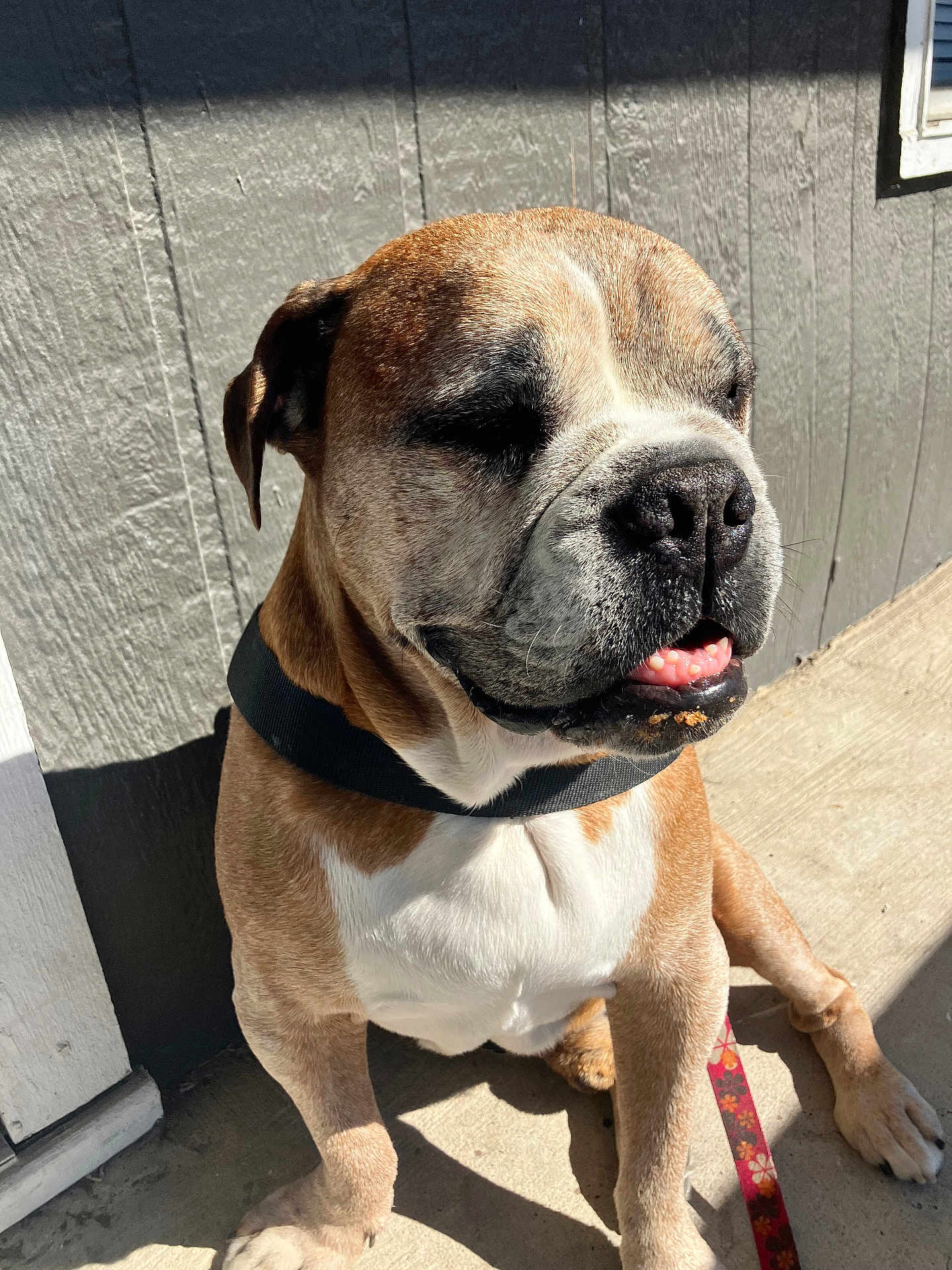 Sir Sebastian joined the competition — help win amazing prizes! dog, canine, pet, brown, white, sitting, sunlight, porch, collar, tongue, outdoor, concrete, wall, happy, animal, muzzle, paw, leash, closeup, daylight