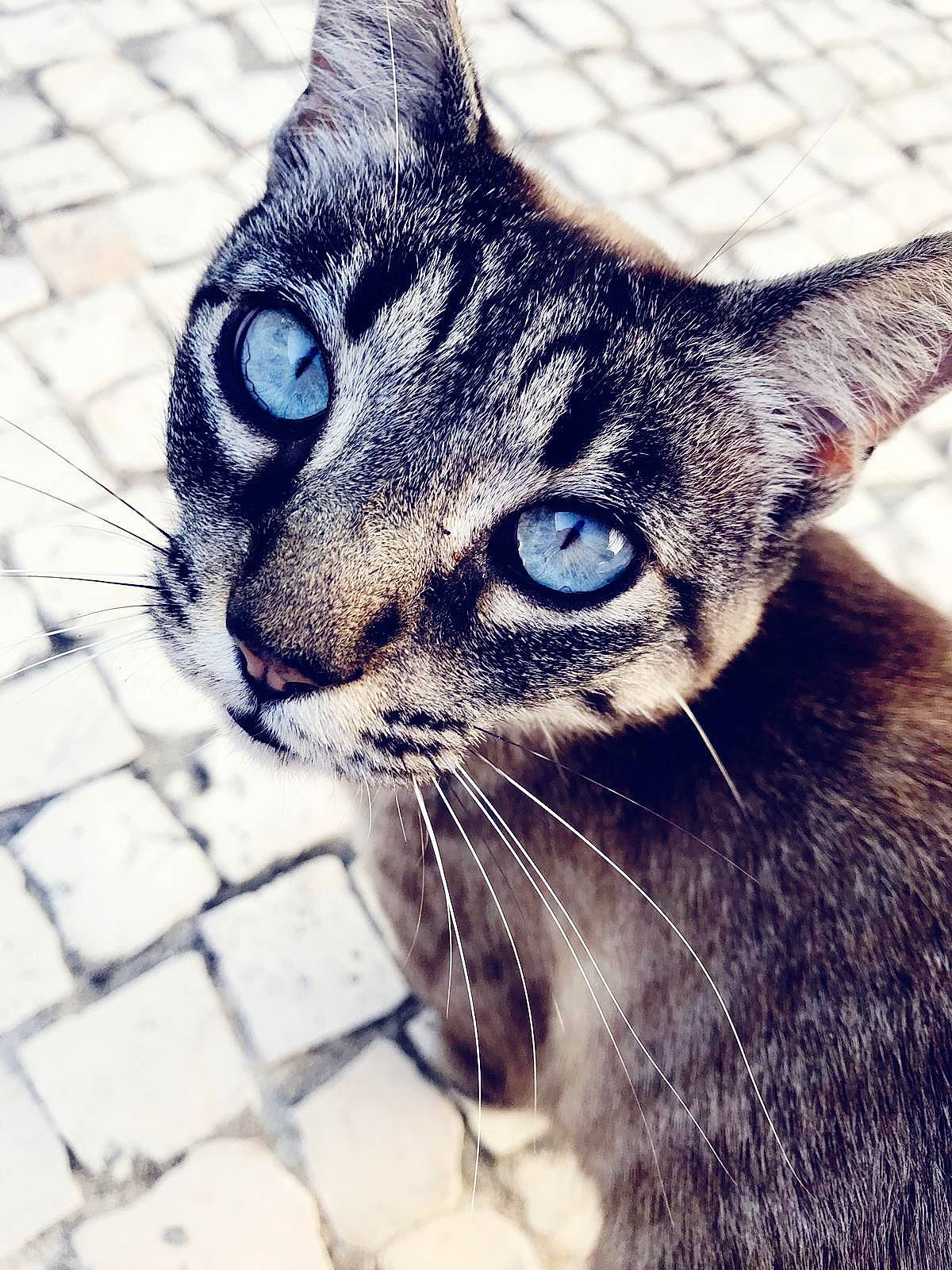 Olie  a rejoint le concours — aidez-le/la à gagner de superbes lots ! aegean_cat, asian, carnivore, cat, close_up, domestic_short_haired_cat, dragon_li, ear, european_shorthair, eye, felidae, fur, kitten, nose, ojos_azules, sky, small_to_medium_sized_cats, snout, tabby_cat, whiskers