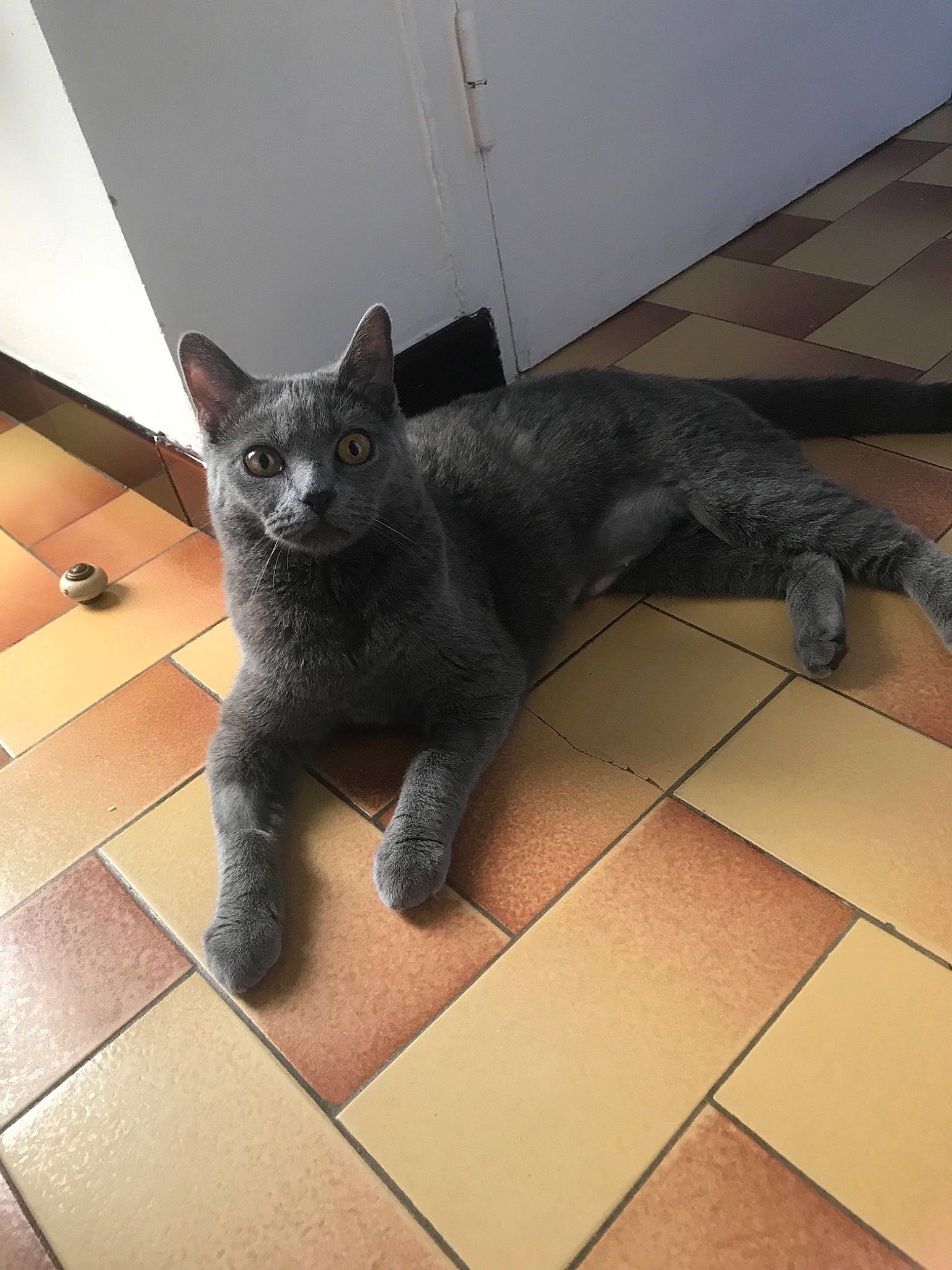 Olie  participe au concours pour gagner de l'argent avec cette photo : black_cat, british_shorthair, carnivore, cat, chartreux, domestic_short_haired_cat, european_shorthair, felidae, flooring, korat, mammal, nebelung, russian_blue, small_to_medium_sized_cats, tail, tile, vertebrate, whiskers