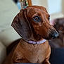 animal, brown_coat, canine, close_up, collar, companion, cute, dachshund, dog, domestic_animal, ears, focus, fur, indoor, looking_away, pet, portrait, sitting, snout, soft_background