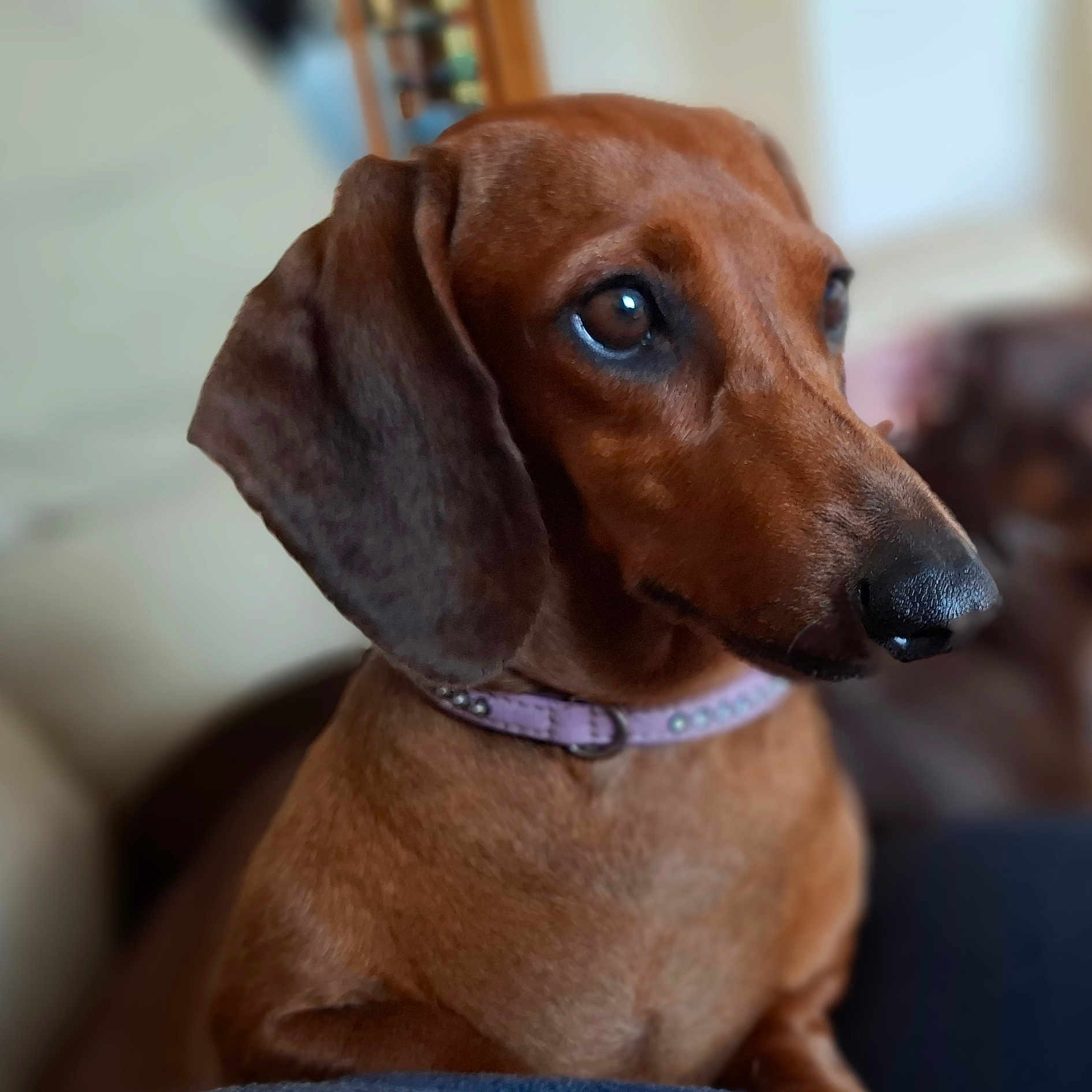 Ruby participe au concours pour gagner de l'argent avec cette photo : animal, brown_coat, canine, close_up, collar, companion, cute, dachshund, dog, domestic_animal, ears, focus, fur, indoor, looking_away, pet, portrait, sitting, snout, soft_background