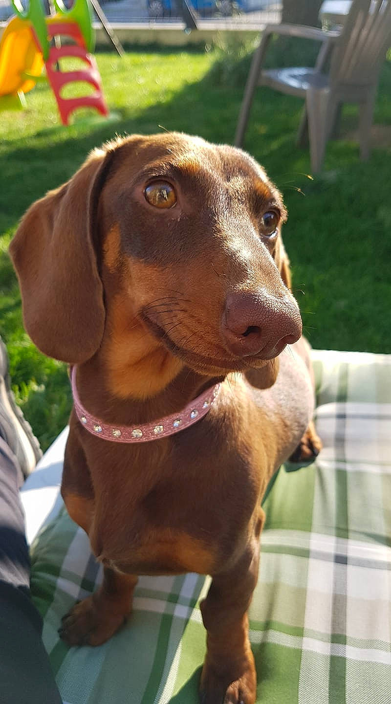 Shana participe au concours pour gagner de l'argent avec cette photo : canidae, carnivore, dachshund, dog, dog_breed, fawn, hound, hunting_dog, liver, mammal, rare_breed_dog, snout, sporting_group, tyrolean_hound, vertebrate, vizsla, weimaraner