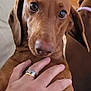 animal, background, brown, canine, close_up, companion, cute, dachshund, dog, domestic, ear, expression, eyes, fur, hand, indoor, pet, portrait, ring, snout