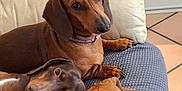 Shana Nala Ruby participe au concours pour gagner de l'argent avec cette photo : animal, canine, couch, cushion, dog, dogbed, furniture, homedecor, hound, labradorretriever, person, pet, pillow, pointer, puppy, sleeping, snout