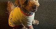 Coco joined the competition — help win amazing prizes! dog, pet, tshirt, carpet, indoor, brown, curly_fur, sitting, looking_up, happy, cute, animal, canine, fur, collar, domestic, companion, friendly, small_dog, portrait