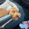 dog, sleeping, pet_bed, car_interior, brown_fur, cozy, resting, close_up, animal, fur, nose, relaxation, soft_texture, indoor, transportation, comfort, seat, leather, puppy, cute