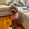 dog, poodle, brown_dog, sweater, pink_sweater, blue_bows, wooden_floor, couch, pillows, indoor, pet, cute, smiling_dog, sitting, cozy, living_room, fur, collar, happy, domestic_animal