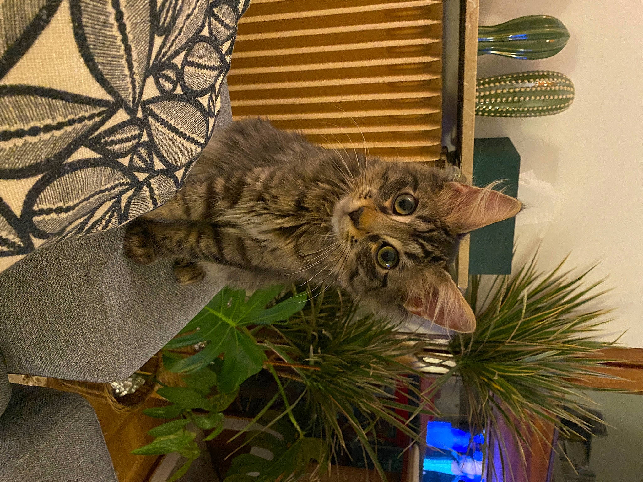 Urgo a rejoint le concours — aidez-le/la à gagner de superbes lots ! art, carnivore, cat, chair, conifer, domestic_short_haired_cat, felidae, flowerpot, fur, herb, houseplant, plant, shelf, small_to_medium_sized_cats, tail, terrestrial_animal, terrestrial_plant, twig, whiskers, wood