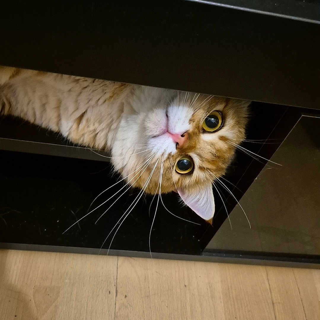 Sim-Sim a rejoint le concours — aidez-le/la à gagner de superbes lots ! abyssinian, accessories, animal, bodypart, cat, closet, cupboard, drawer, furniture, hardwood, indoors, interiordesign, kitten, manx, mouth, person, pet, plywood, shelf, wood