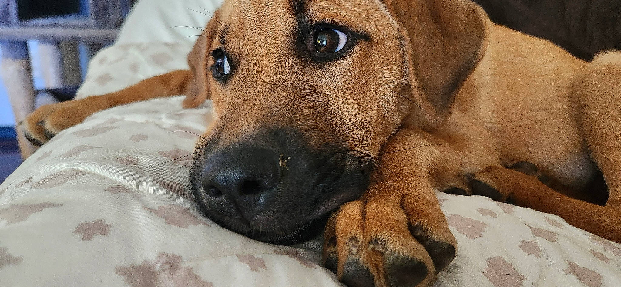 Boogie joined the competition — help win amazing prizes! bored, carnivore, comfort, companion_dog, dog, dog_breed, ear, fawn, fur, guard_dog, gun_dog, hunting_dog, liver, paw, snout, sporting_group, terrestrial_animal, whiskers, working_animal, working_dog