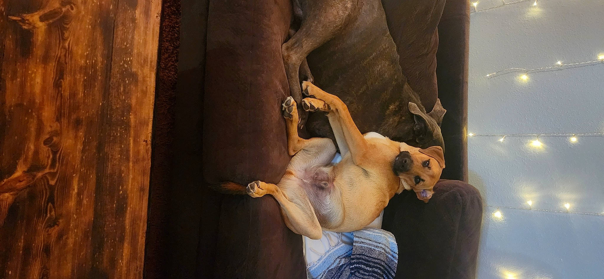 Boogie is registered to the contest to win money with this photo: abdomen, art, barechested, canidae, carnivore, companion_dog, dog, dog_breed, fawn, felidae, fur, human_leg, jeans, leisure, snout, sporting_group, tail, tree, trunk, wood