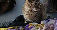 Natalia joined the competition — help win amazing prizes! cat, tabby_cat, pet, animal, sitting, indoors, blanket, colorful_blanket, purple, yellow, brown_fur, striped_fur, whiskers, ears, eyes, portrait, cozy, bed, soft_lighting, home