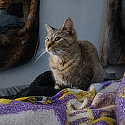 Natalia joined the competition — help win amazing prizes! cat, tabby, feline, pet, animal, whiskers, ears, eyes, fur, striped_fur, sitting, indoors, bed, blanket, colorful_blanket, cozy, home, portrait, curious, domestic_animal