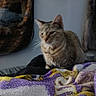 Natalia is registered to the contest to win money with this photo: cat, tabby_cat, pet, animal, feline, sitting, bed, blanket, knitted_blanket, home, indoors, cozy, portrait, whiskers, ears, fur, brown_fur, gray_fur, cat_tree, wall