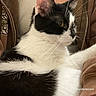 Primrose is registered to the contest to win money with this photo: cat, black_and_white, fluffy, fur, whiskers, pet, animal, close_up, portrait, resting, lounging, sitting, relaxed, indoors, human_arms, jacket, zipper, white_fur, black_fur, cute