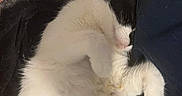 Primrose is registered to the contest to win money with this photo: cat, black_and_white, sleeping, relaxed, pet, furry, whiskers, pink_nose, paws, indoor, lap, blanket, couch, closeup, portrait, resting, tuxedo_cat, cozy, animal, photography