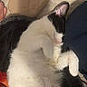 animal, black_and_white, blanket, cat, closeup, couch, cozy, furry, indoor, lap, paws, pet, photography, pink_nose, portrait, relaxed, resting, sleeping, tuxedo_cat, whiskers