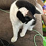 Primrose joined the competition — help win amazing prizes! cat, black_and_white, pet, animal, feline, whiskers, fur, paws, sitting, couch, indoor, home, portrait, close_up, tuxedo_cat, white_fur, black_fur, charging_cable, relaxed, curious