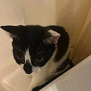 Primrose joined the competition — help win amazing prizes! cat, black_and_white, tuxedo_cat, pet, animal, feline, whiskers, ears, eyes, nose, portrait, indoor, bathroom, bathtub, curtain, white, black, sitting, curious, close_up