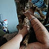 Sweetpea is registered to the contest to win money with this photo: animal, being_held, blanket, bracelet, cat, close_up, ears, feline, fur, green_eyes, home, human_arm, human_hand, indoor, pet, portrait, striped_fur, tabby_cat, tattoo, whiskers
