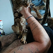 Sweetpea is registered to the contest to win money with this photo: animal, being_held, blanket, blue_eye, bracelet, cat, claws, close_up, couch, feline, green_eyes, indoor, paws, pet, portrait, striped_fur, tabby_cat, tail, tattoo, whiskers