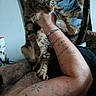 animal, being_held, blanket, blue_eye, bracelet, cat, claws, close_up, couch, feline, green_eyes, indoor, paws, pet, portrait, striped_fur, tabby_cat, tail, tattoo, whiskers
