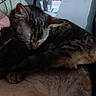 Sweetpea joined the competition — help win amazing prizes! bed, bedroom, cat, cozy, curled_up, ears, feline, fur, indoors, lamp, lap, nap, paws, person, pet, relaxed, sleeping, striped_fur, tabby_cat, whiskers